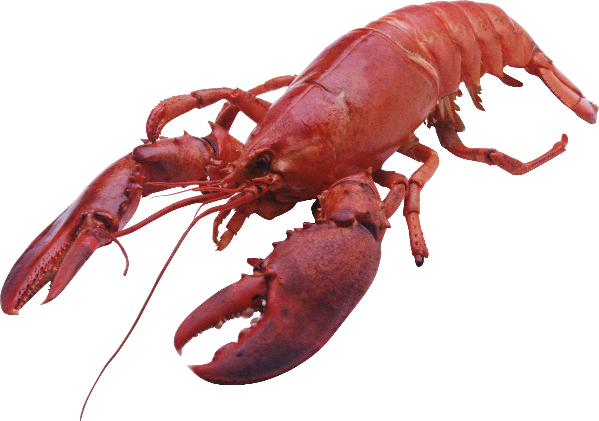 Lobster, transparent animal profile image