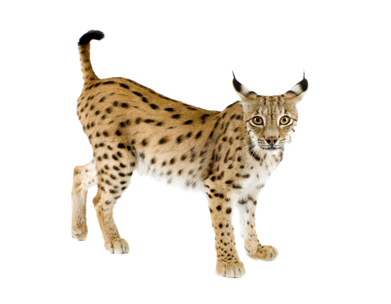 Lynx, transparent animal profile image