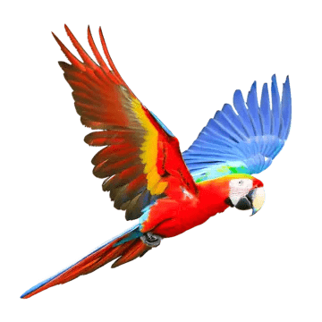 Macaw, transparent animal profile image