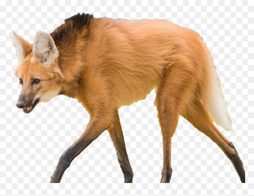 Maned Wolf, transparent animal profile image