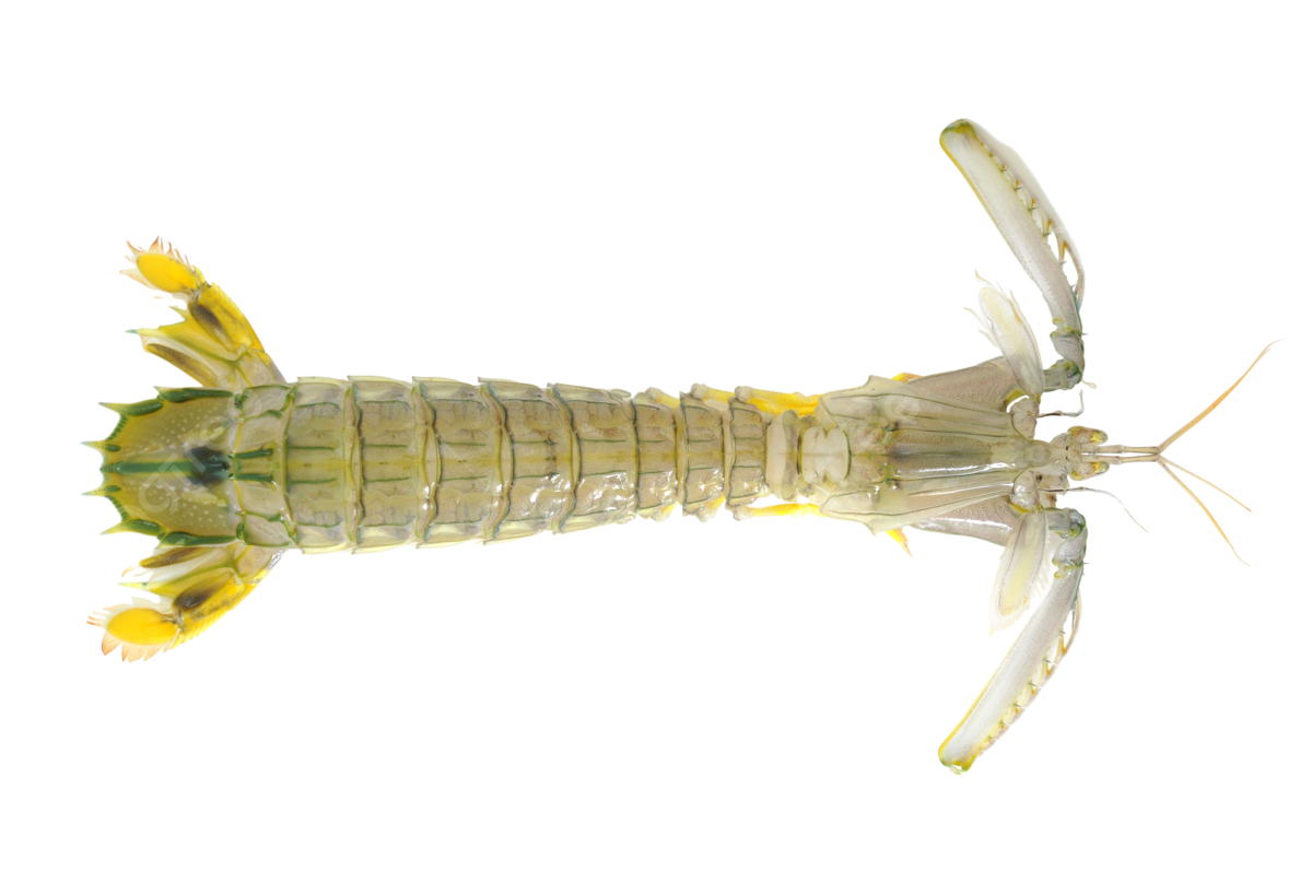Mantis Shrimp, transparent animal profile image