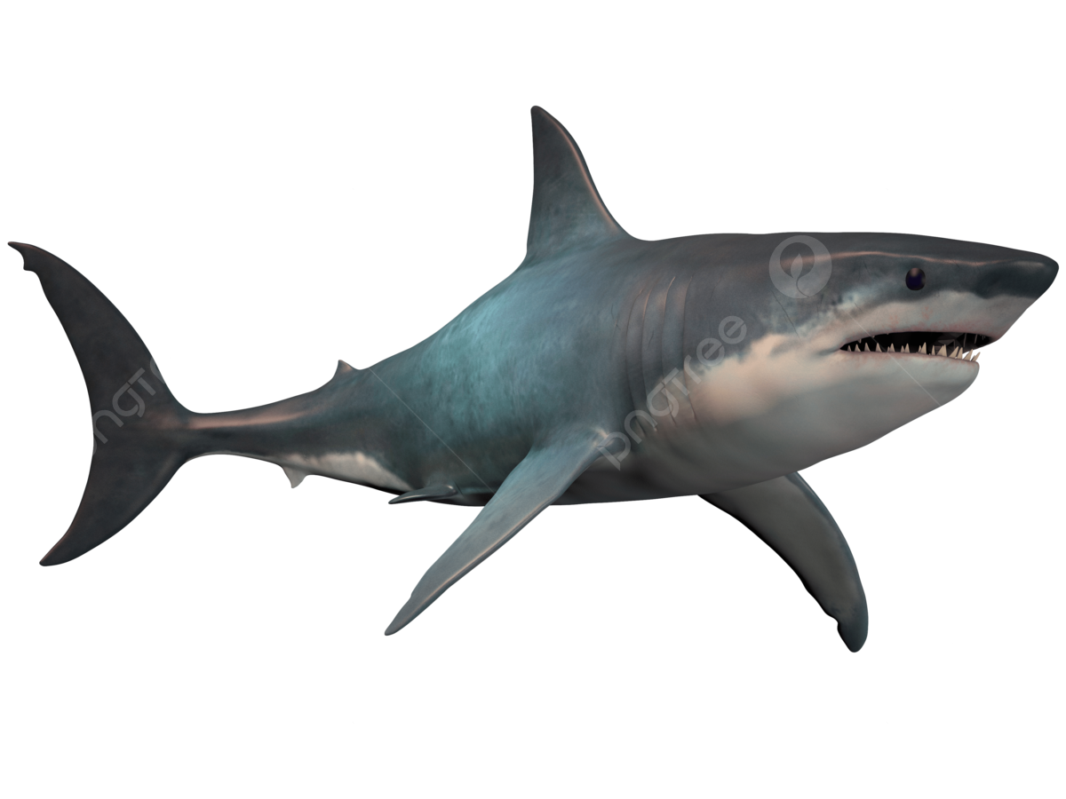 Megalodon, transparent animal profile image