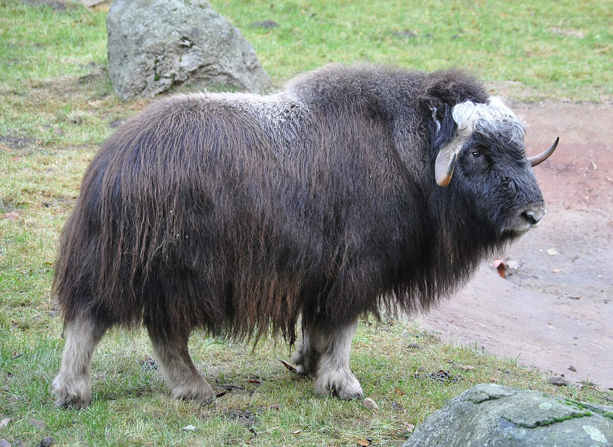 Musk Ox, transparent animal profile image