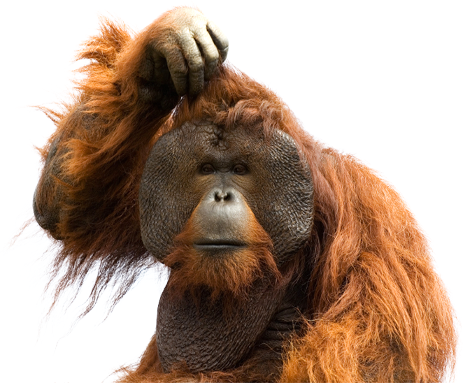 Orangutan, transparent animal profile image