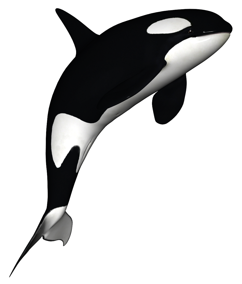 Orca, transparent animal profile image