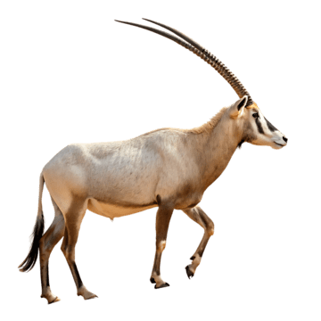 Oryx, transparent animal profile image