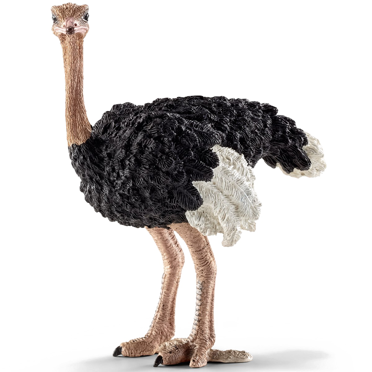 Ostrich, transparent animal profile image