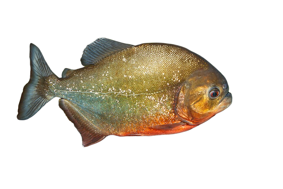 Piranha, transparent animal profile image