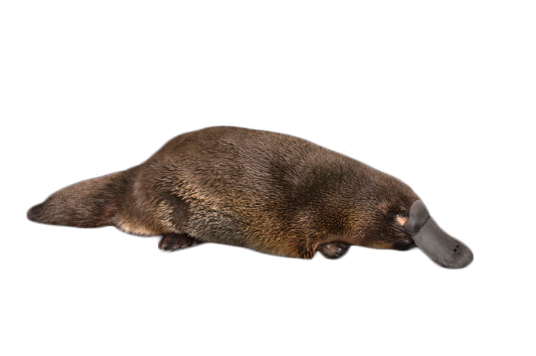 Platypus, transparent animal profile image