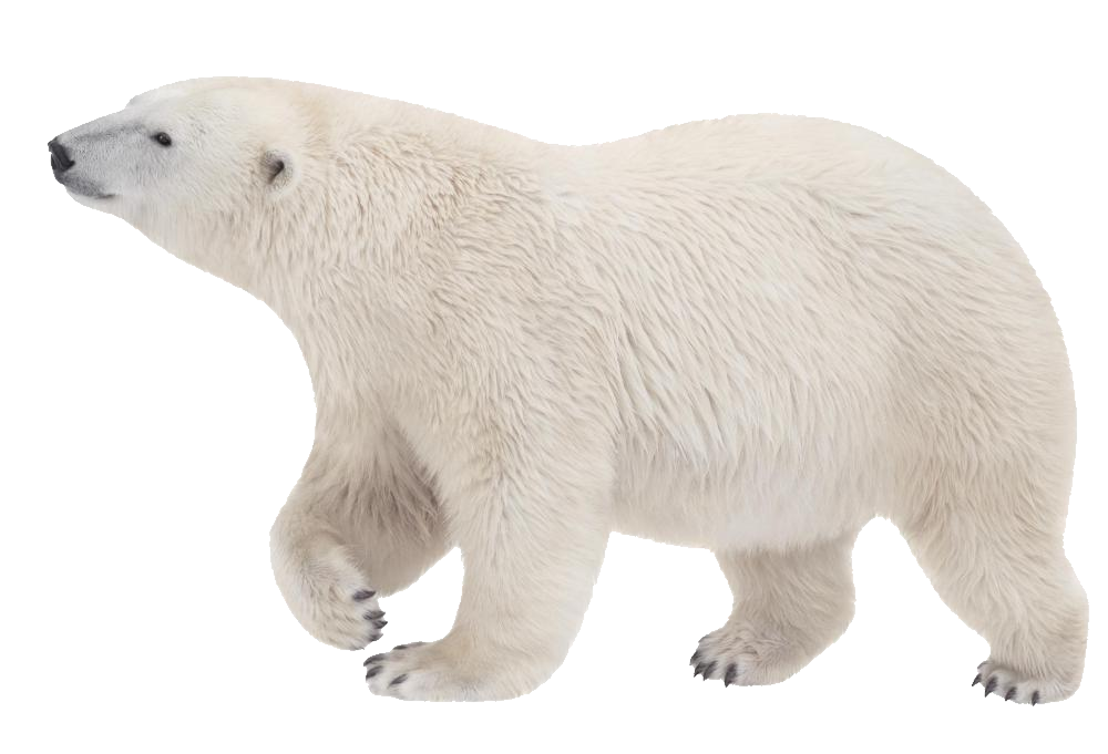 Polar Bear, transparent animal profile image