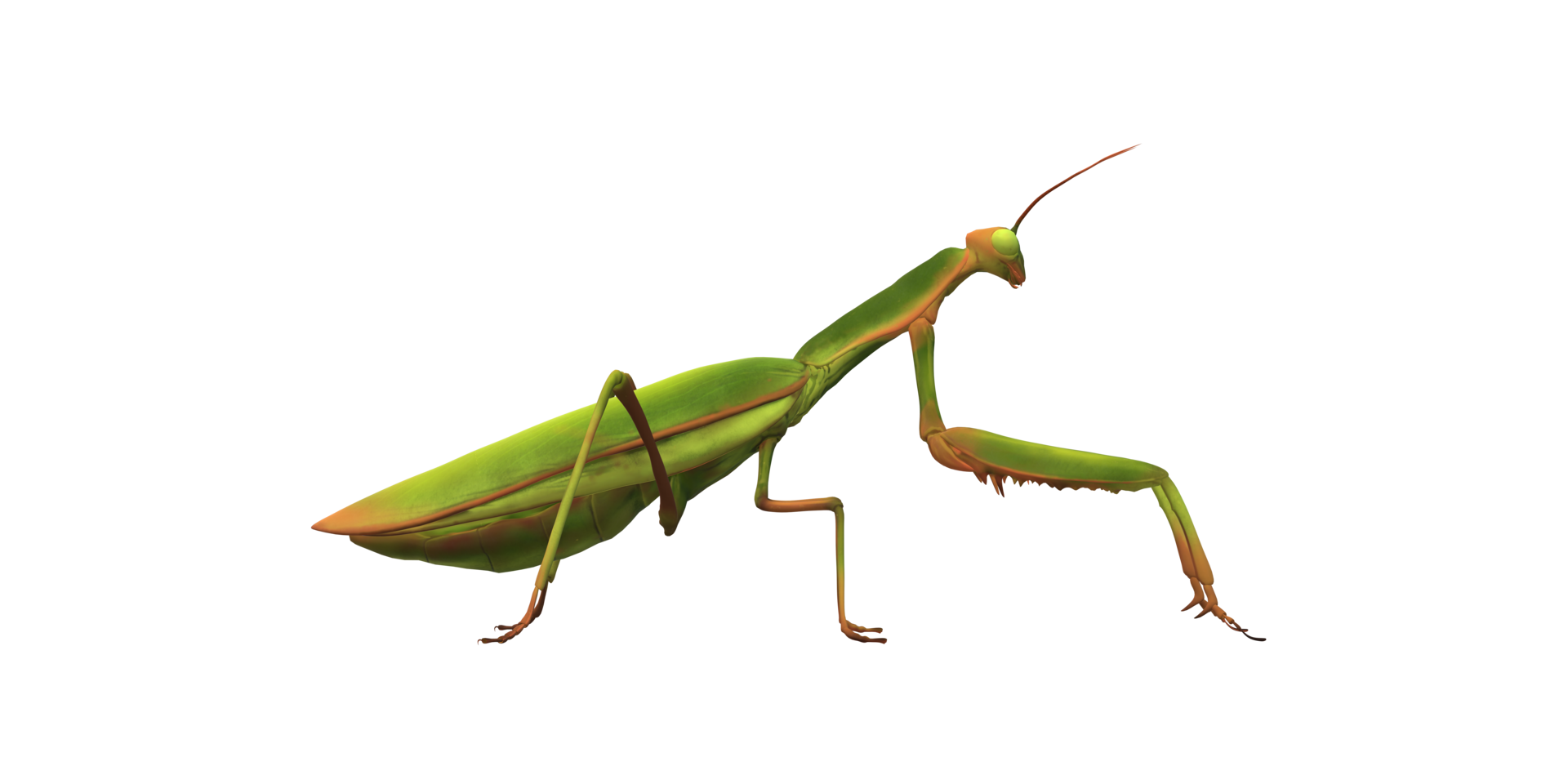 Praying Mantis, transparent animal profile image