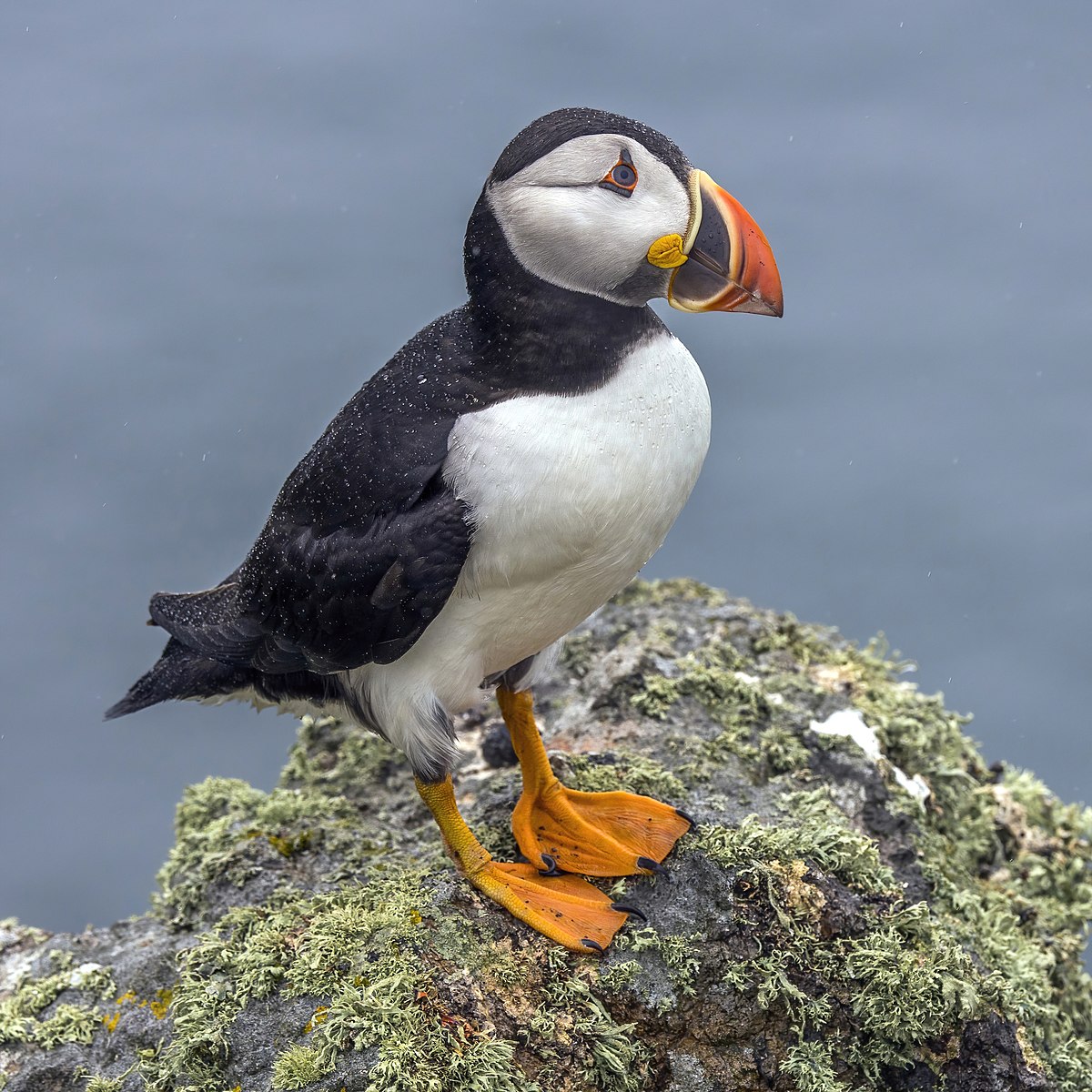 Puffin, transparent animal profile image