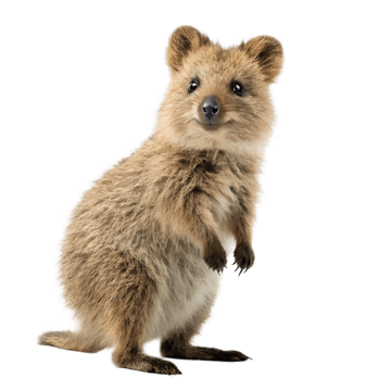 Quokka, transparent animal profile image