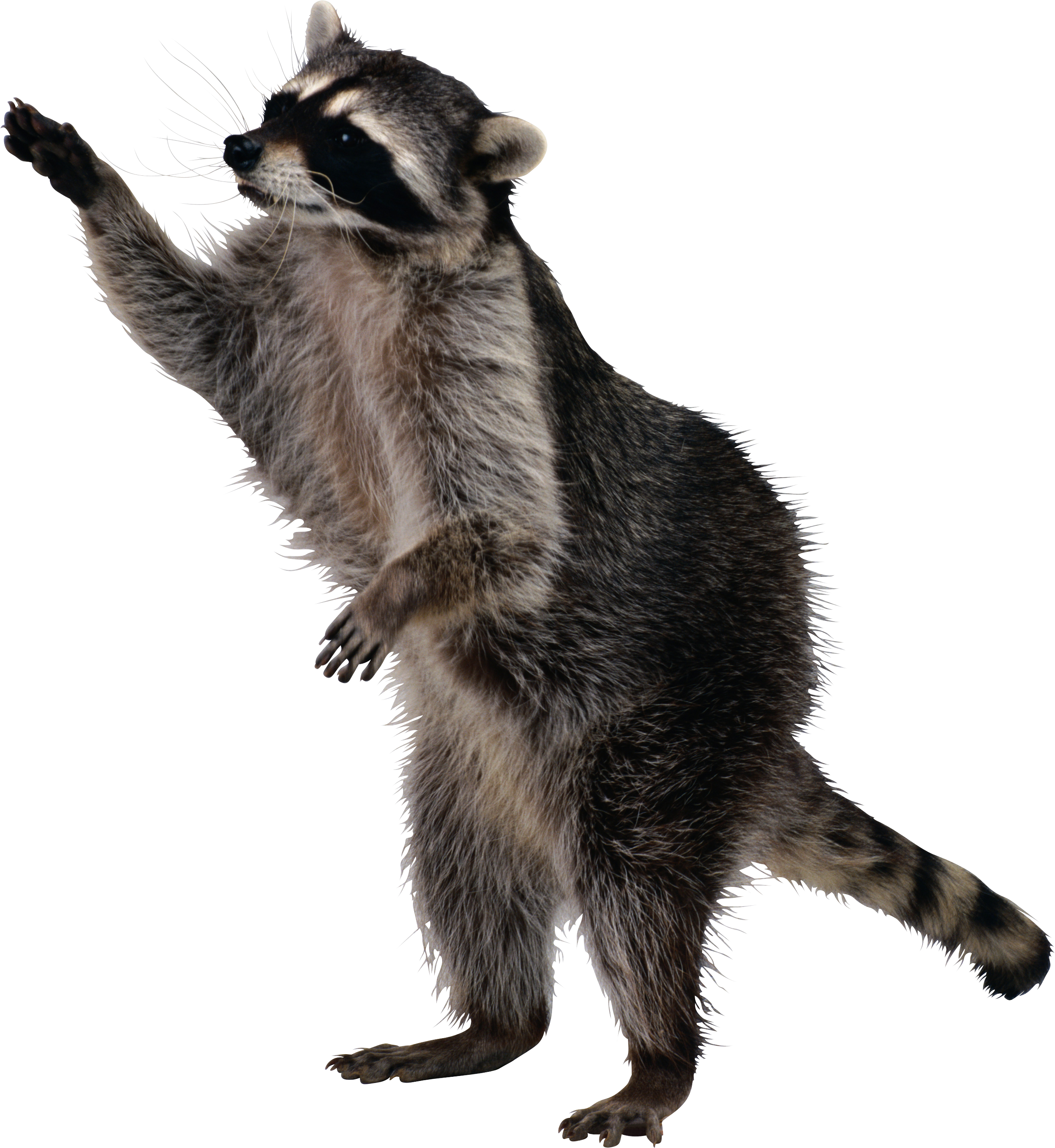 Raccoon, transparent animal profile image