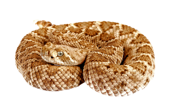 Rattlesnake, transparent animal profile image