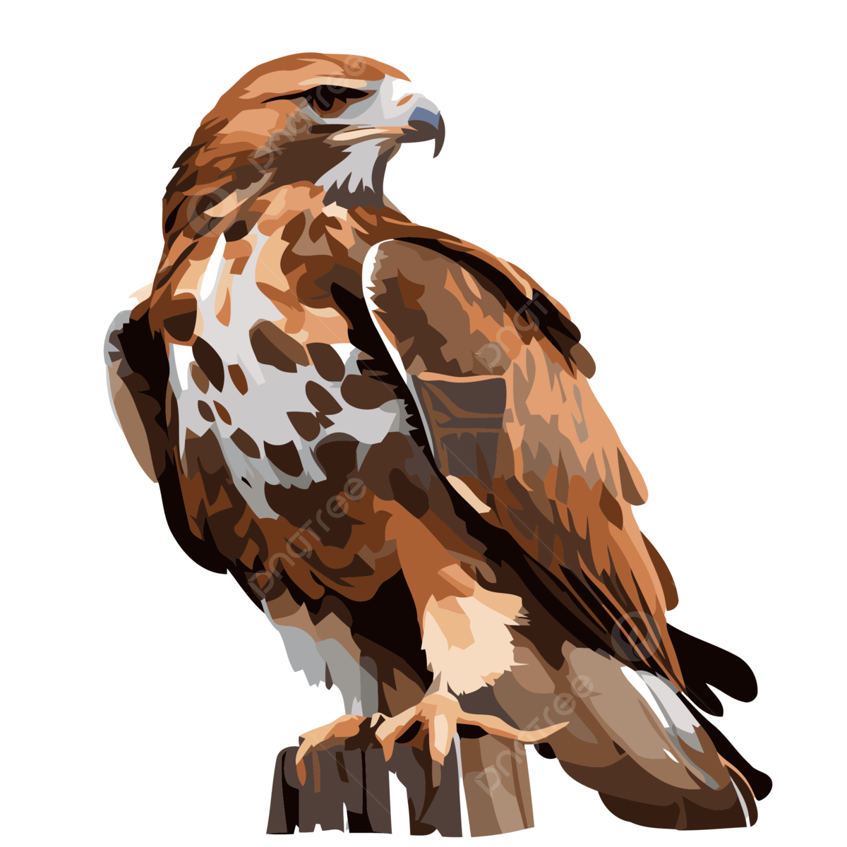 Red-tailed Hawk, transparent animal profile image