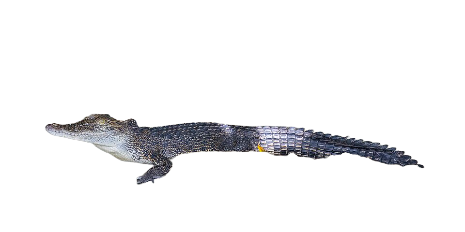 Saltwater Crocodile, transparent animal profile image