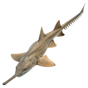 Sawfish, transparent animal profile image