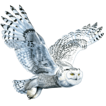 Snowy Owl, transparent animal profile image
