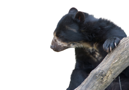 Spectacled Bear, transparent animal profile image