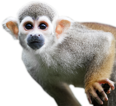 Spider Monkey, transparent animal profile image