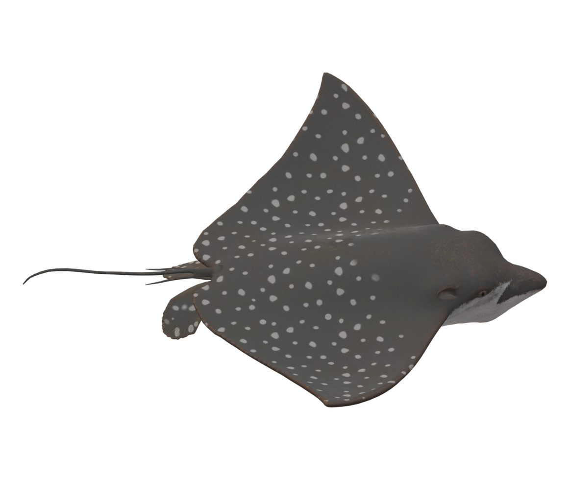 Stingray, transparent animal profile image