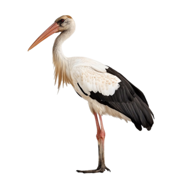 Stork, transparent animal profile image