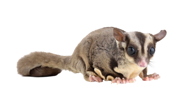Sugar Glider, transparent animal profile image