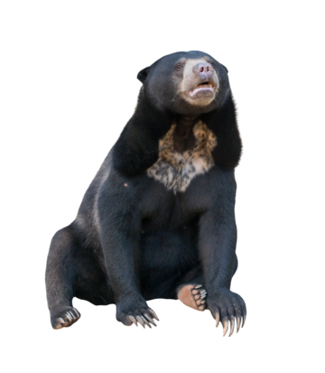 Sun Bear, transparent animal profile image