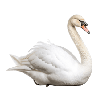 Swan, transparent animal profile image