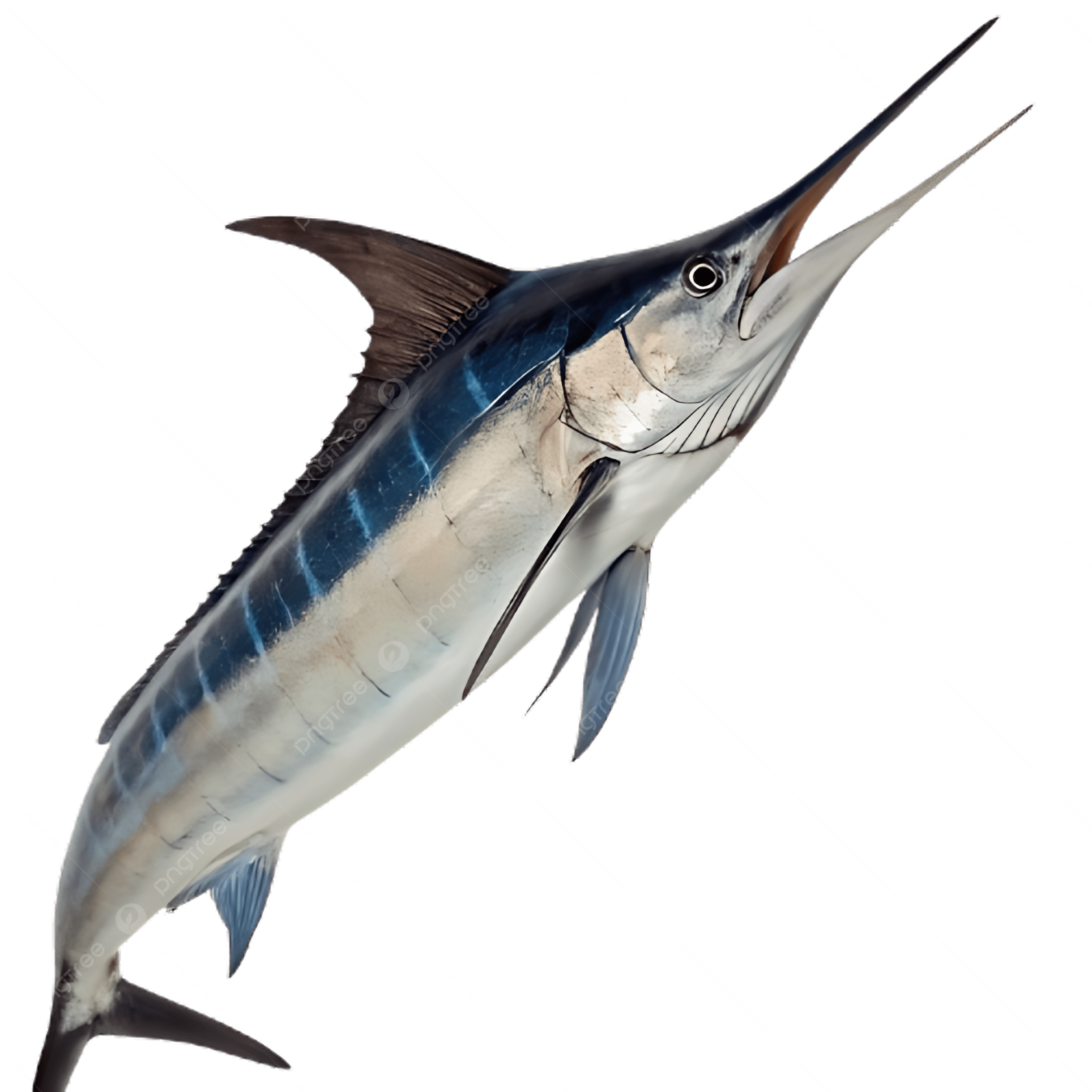 Swordfish, transparent animal profile image