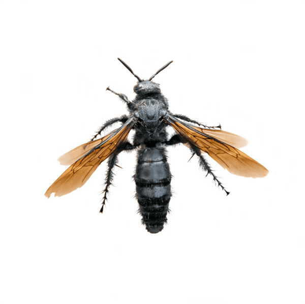 Tarantula Hawk, transparent animal profile image