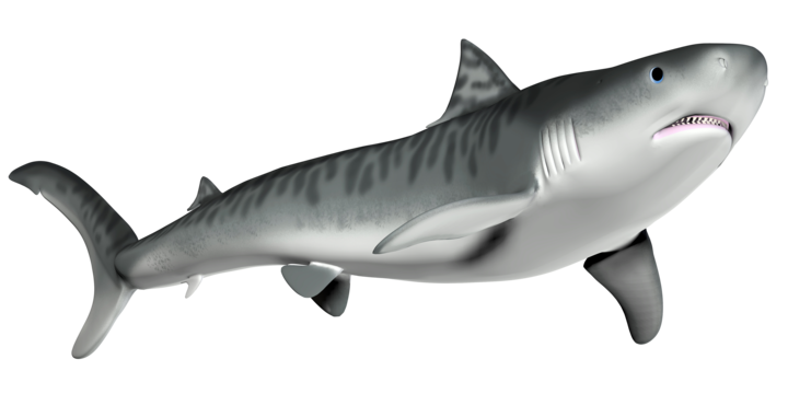 Tiger Shark, transparent animal profile image