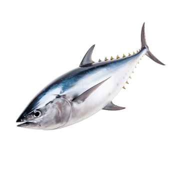 Tuna, transparent animal profile image