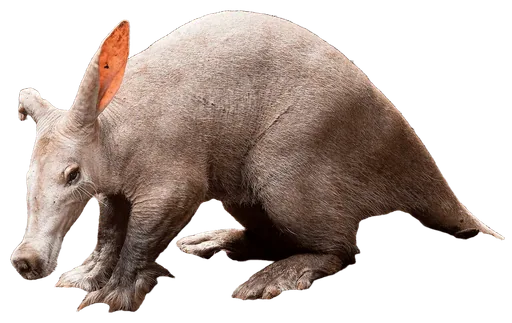 Aardvark (Orycteropus afer)