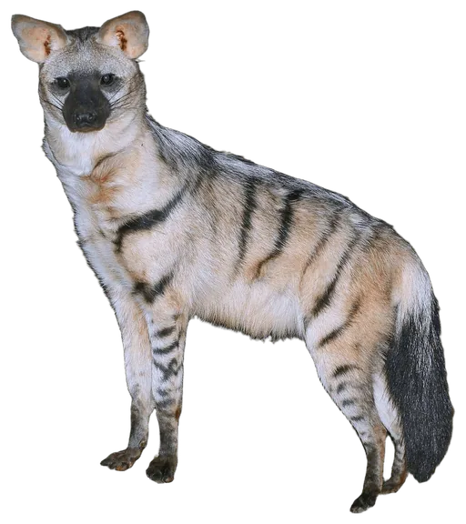 Aardwolf (Proteles cristatus)