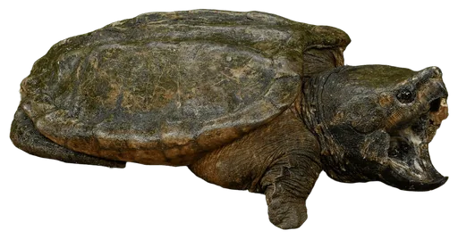 Alligator Snapping Turtle (Macrochelys temminckii)