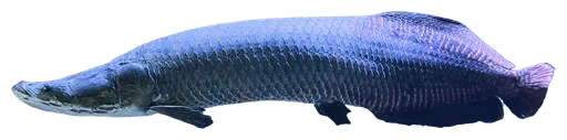 Arapaima (Arapaima gigas)