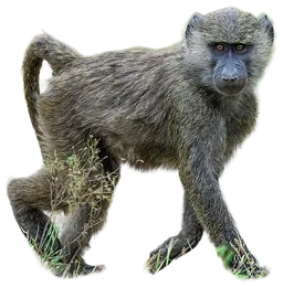 Baboon