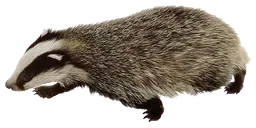 Badger
