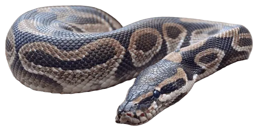 Ball Python