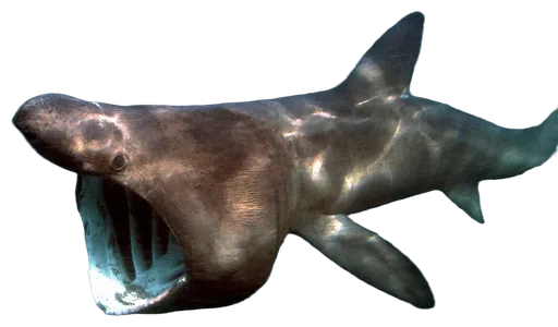 Basking Shark (Cetorhinus maximus)