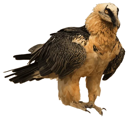 Bearded Vulture (Gypaetus barbatus)