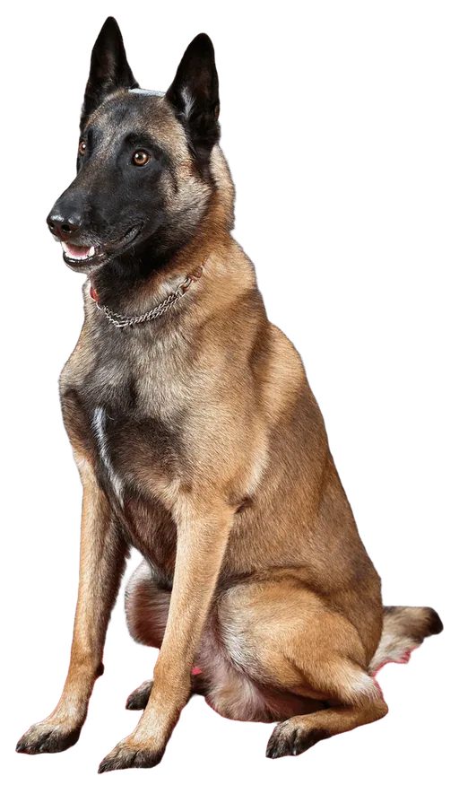 Belgian Malinois (Canis familiaris)