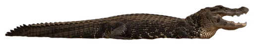 Black Caiman (Melanosuchus niger)