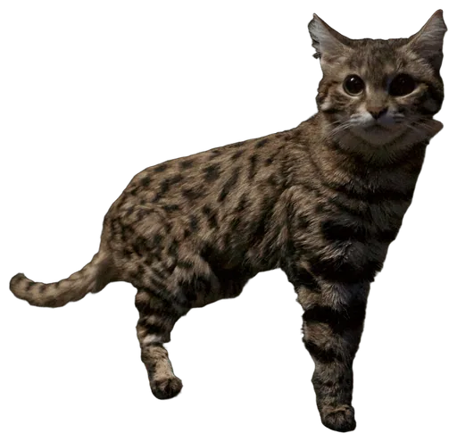 Black-footed Cat (Felis nigripes)