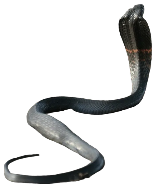 Black-necked Spitting Cobra (Naja nigricollis)