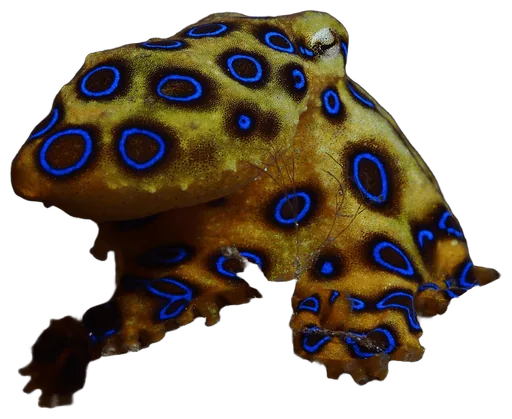 Blue-Ringed Octopus (Hapalochlaena lunulata)