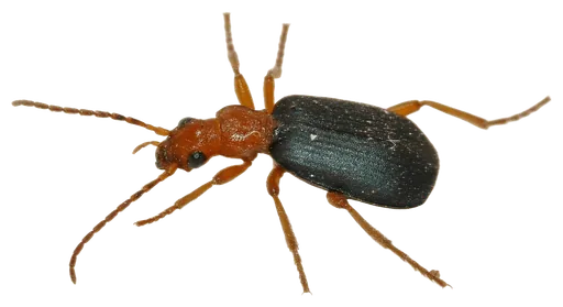 Bombardier Beetle (Brachinus crepitans)