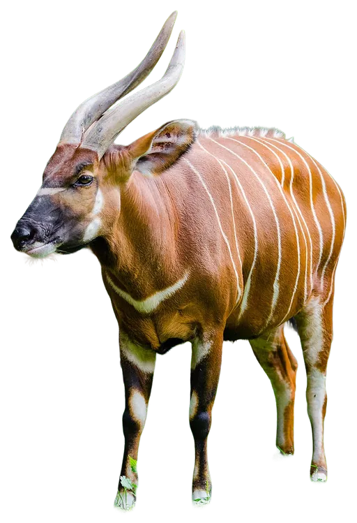 Bongo